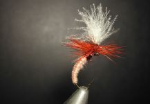 Agostino Roncallo 's Fly-tying for Marrones - Image – Fly dreamers 