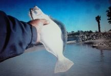 Frenchy La Pue  's Fly-fishing Photo of a California flounder – Fly dreamers 