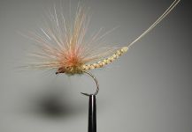 Agostino Roncallo 's Fly-tying for Marrones - Picture – Fly dreamers 