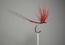 Agostino Roncallo 's Fly-tying for Marrones - Pic – Fly dreamers 