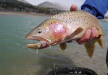 Luke Alder 's Fly-fishing Picture of a Cutties – Fly dreamers 