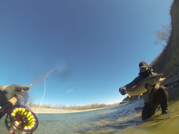 Alberta bull trout spring 2016