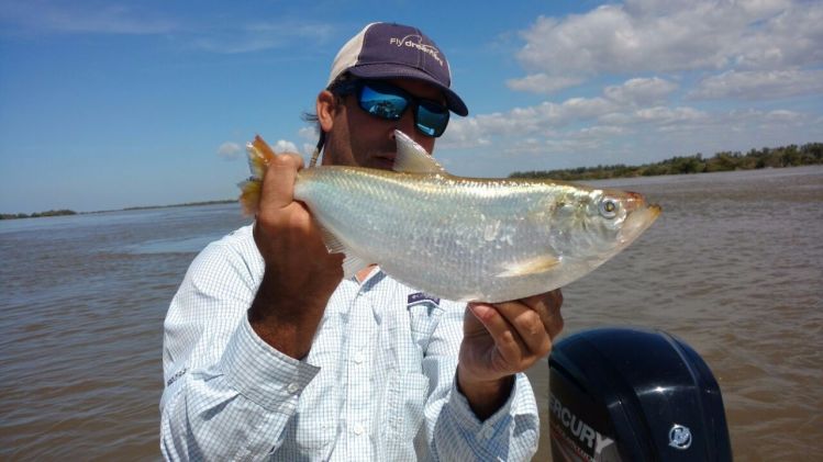 Lacha mientras que pescaba dorados