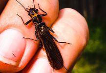 Jean Sylvain Amy 's Good Fly-fishing Entomology Photo – Fly dreamers 