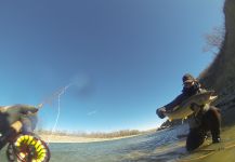 Stephen Hume 's Fly-fishing Picture of a Bull trout – Fly dreamers 