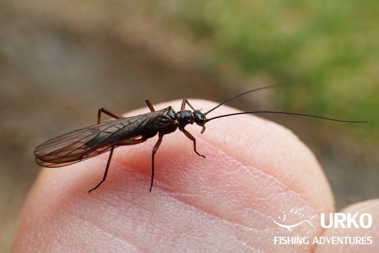 Small black stoneflie (order Plecoptera)