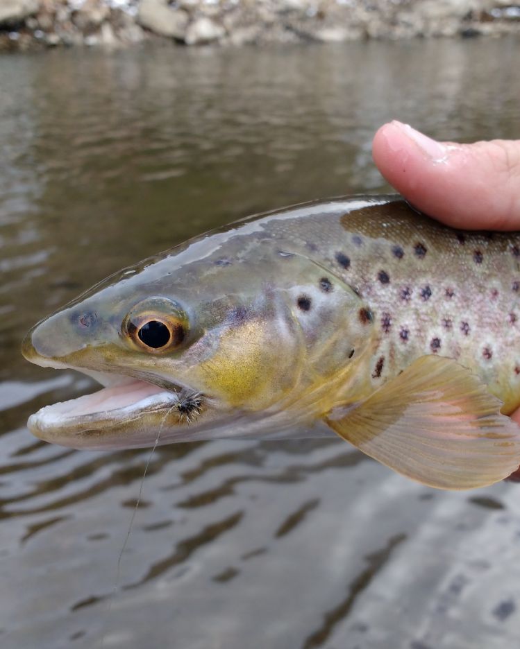 The hatches have been so good lately that even the fish are smiling.