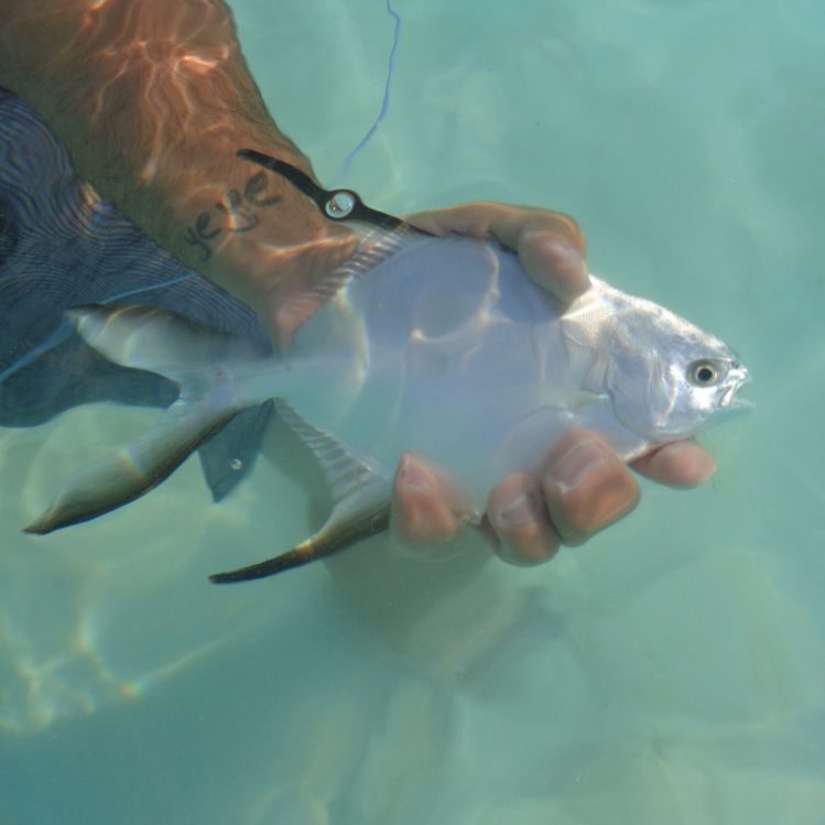 Pampano que tomo una Gummy Minnow ''casera'' en Fransisqui, Archipielago Los Roques.
Nota: Colo ese nombre de la especie ya que me pedia seleccionar uno si o si para aprobar el contenido.