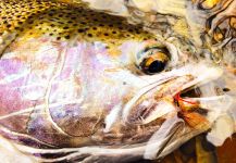 Fly-fishing Picture of Steelhead shared by Nate Adams – Fly dreamers