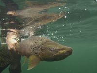 Foto de pesca con mosca