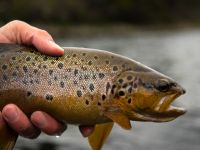 Foto de pesca con mosca