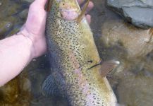 Lukas Bauer 's Fly-fishing Picture of a Rainbow trout – Fly dreamers 