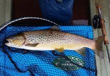  Fotografía de Pesca con Mosca de Salvelinus fontinalis por Kevin Sheridan – Fly dreamers 