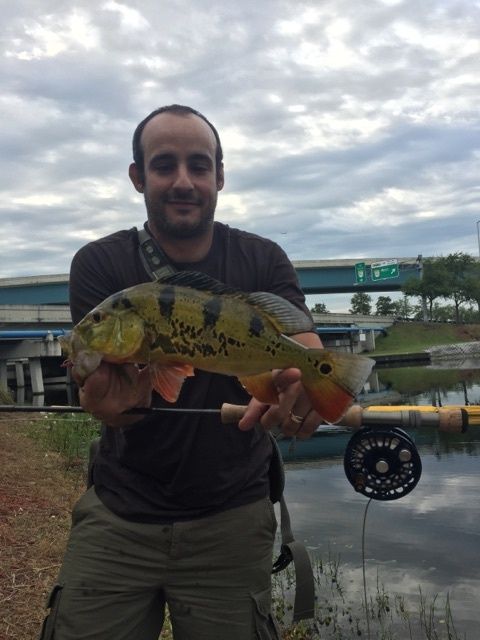 Butterfly Peacock Bass