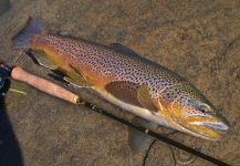 Fly-fishing Pic of Loch Leven trout German shared by Rudy  Babikian – Fly dreamers 