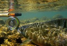 Fly-fishing Picture of Thymallus arcticus shared by Igor Obradovic – Fly dreamers