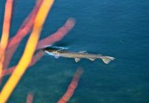 Rudy  Babikian 's Fly-fishing Picture of a Snake river cutthroat – Fly dreamers 