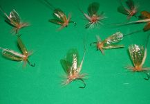 Fly-tying for Brownie - Photo shared by Agostino Roncallo – Fly dreamers 