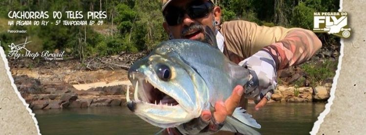 PAYARA form Brazil!