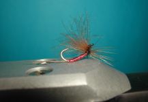 Agostino Roncallo 's Fly for brown trout - Picture – Fly dreamers 