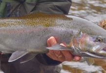 Dan Richards 's Fly-fishing Picture of a Steelhead – Fly dreamers 