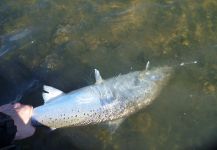 SEA RUN BROWN TROUT