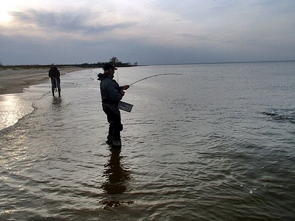 In the background Hugh unhooks a big bluefish to be released. Charlie is fishing with half a rod since a bluefish broke it when a knot got caught in a guide. He had non stop fishing along with all of us......he was beat at the end of the day.