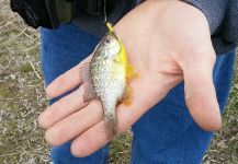 Tyler Pouw 's Fly-fishing Photo of a Sunfish – Fly dreamers 