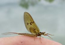 Sweet Fly-fishing Entomology Image shared by Stephane Geraud – Fly dreamers