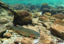 Lepena River - Fly fishing in Slovenia