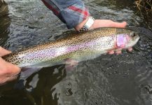 D.R. Brown 's Fly-fishing Picture of a Rainbow trout – Fly dreamers 