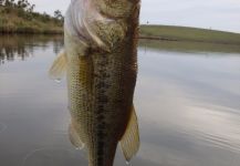 Marcelo Pires 's Fly-fishing Pic of a forellenbarsch – Fly dreamers 