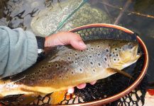  Captura de Pesca con Mosca de Trucha arcoiris por Rogerio "JAMANTA" Batista – Fly dreamers