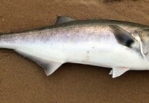 Jack Denny 's Fly-fishing Photo of a Bluefish - Tailor - Shad – Fly dreamers 