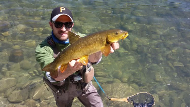 Barbel on the Fly