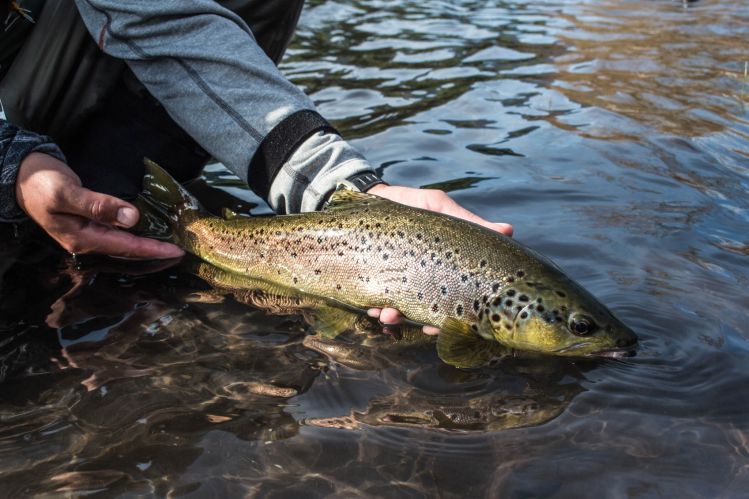 Una linda marrón que se entusiasmo con un huevo de salmón en el Río Petrohue.