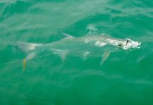  Fotografía de Pesca con Mosca de Tarpón por Scott Marr – Fly dreamers 