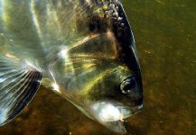 Fly-fishing Image of Shad shared by Jack Denny – Fly dreamers