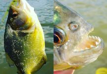 Fly-fishing Photo of Piranha shared by Luís Fernando Errera – Fly dreamers 