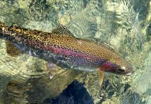  Fotografía de Pesca con Mosca de Trucha arcoiris por Todd Green – Fly dreamers 