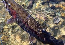  Imagen de Pesca con Mosca de Trucha arcoiris por Todd Green – Fly dreamers