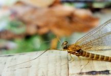  Good Fly-fishing Entomology Pic shared by BERNET Valentin 