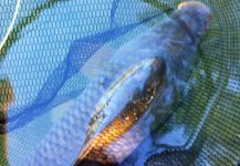 Kevin Bache 's Fly-fishing Picture of a Ctenopharyngodon idella – Fly dreamers 