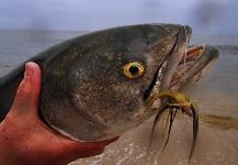 Fly-fishing Image of Bluefish - Tailor - Shad shared by Jack Denny – Fly dreamers