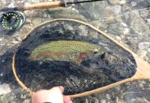  Fotografía de Pesca con Mosca de Trucha arcoiris compartida por Matej Kristan – Fly dreamers