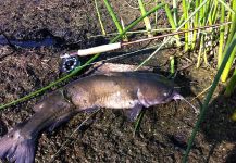 Brian Shepherd 's Fly-fishing Picture of a Cats – Fly dreamers 