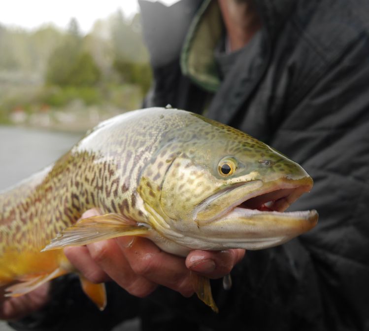 Found some nice tigers over the weekend while exploring some high mountain ponds. This guy had serious shoulders, glad we had the 6 weights!