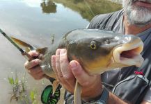 Fly-fishing Photo of Barbel shared by LUIS SÁNCHEZ ANAYA – Fly dreamers 