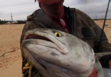 Jack Denny 's Fly-fishing Photo of a Bluefish - Tailor - Shad – Fly dreamers 