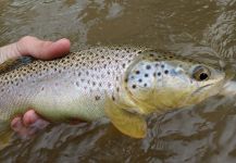 Luke Alder 's Fly-fishing Pic of a Marrones – Fly dreamers 